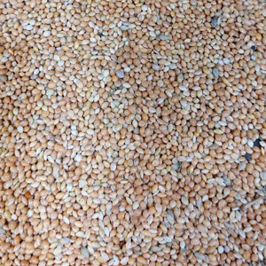 ارزن اعتماد خوب مدل پرنده وزن 900 گرم
