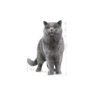 غذای خشک گربه بریتیش رویال کنین مدل British Shorthair وزن 10 کیلوگرم