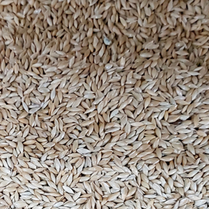 تخم کتان اعتماد خوب غذا پرنده - 900 گرم