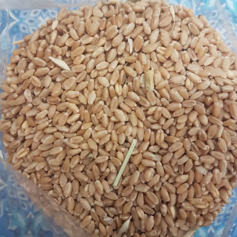غذای پرندگان مدل گندم مرغ عشق وزن 2000 گرم