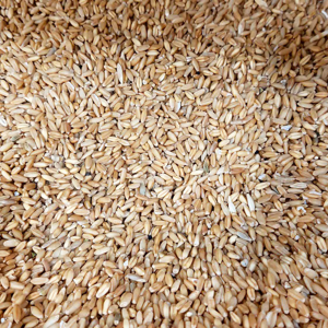 دانه گندم اعتماد خوب مدل پرنده وزن 900 گرم