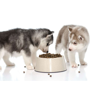 غذای خشک سگ رویال پت مدل R-dog وزن 5 کیلوگرم