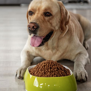 غذای خشک سگ رویال پت مدل R-dog وزن 5 کیلوگرم