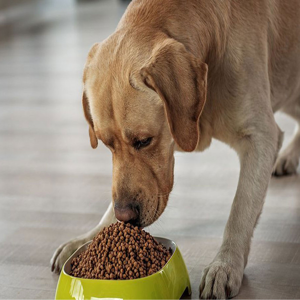 غذای خشک سگ رویال پت مدل R-dog وزن 5 کیلوگرم