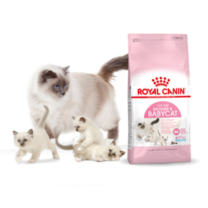 غذا خشک گربه رویال کنین مدل Mother And Babycat وزن 4 کیلوگرم به همراه بستنی