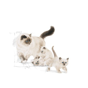 غذای خشک گربه رویال کنین مدل Mother And Babycat وزن 2 کیلوگرم