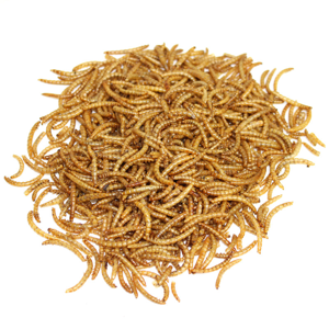 غذای تشویقی پرندگان مای پتز مدل Mealworm وزن 40 گرم