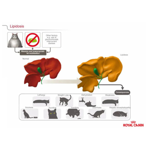 غذا خشک گربه رویال کنین مدل Hepatic وزن 2 کیلوگرم به همراه بستنی گربه