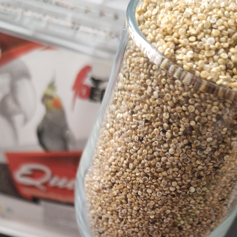 غذای پرندگان زینتی دگژا مدل دانه کینوا وزن 500 گرم