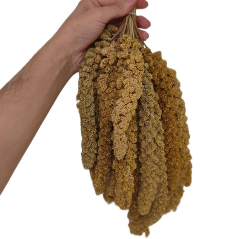 غذای پرنده مدل ارزن خوشه ای درشت کد 050 وزن 600 گرم بسته 50 عددی