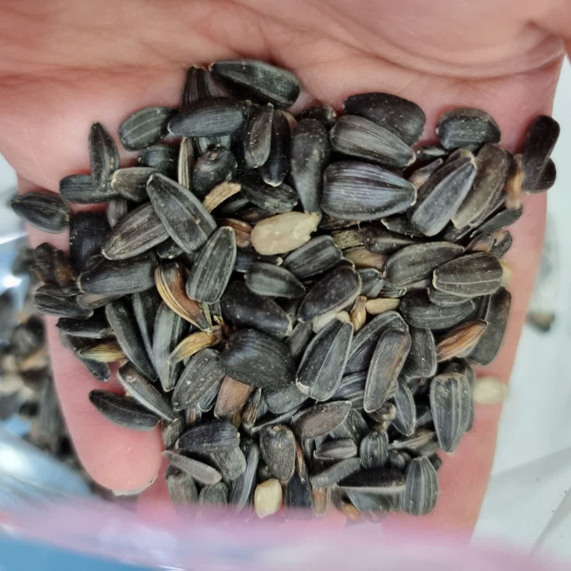 غذای پرندگان و جوندگان کاسنر مدل تخمه ریز سیاه وزن 500 گرم