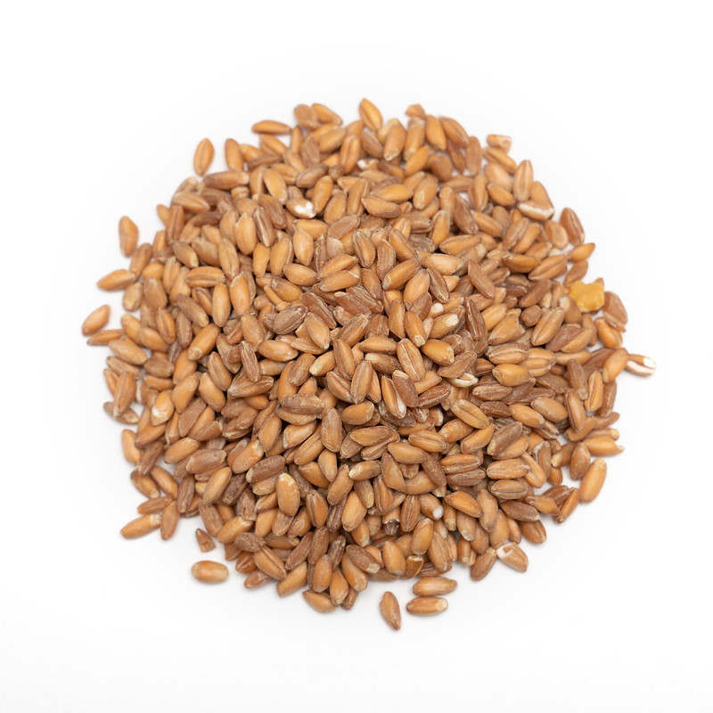 دانه پرندگان مدل بلدرچین کد LuxWheat96 وزن 434 گرم