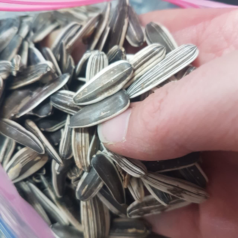 غذای پرندگان و جوندگان مدل تخمه دورسفید وزن 1000 گرم
