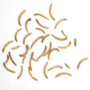 غذای تشویقی پرندگان مای پتز مدل Mealworm وزن 40 گرم